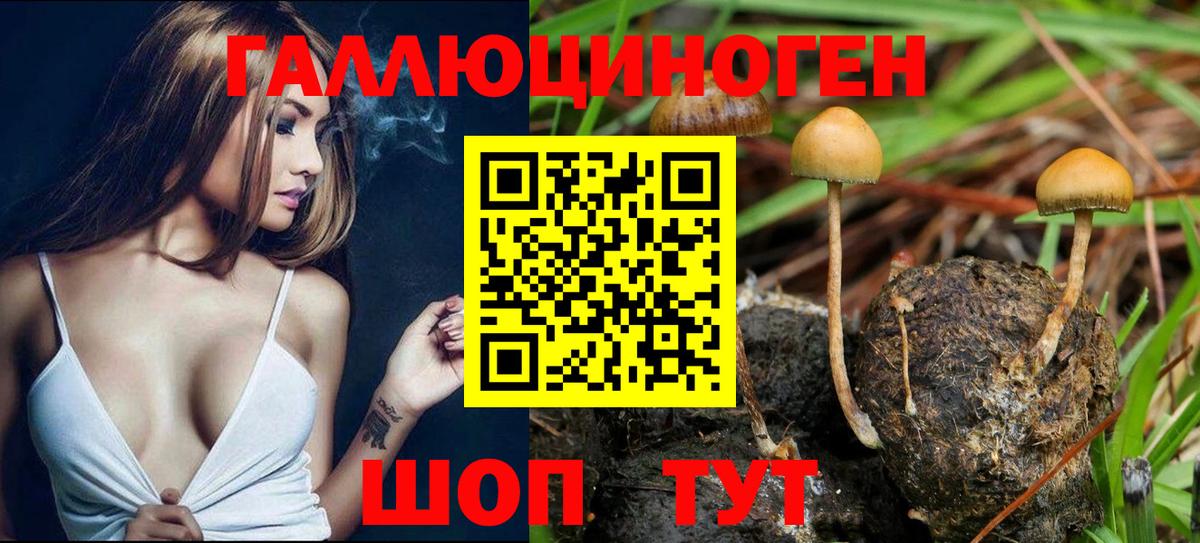 Галлюциногенные грибы Psilocybine cubensis  Вход с VPN  Мариинск 